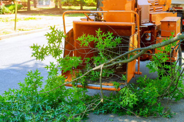 Reliable Winchester, CA Tree Service Solutions